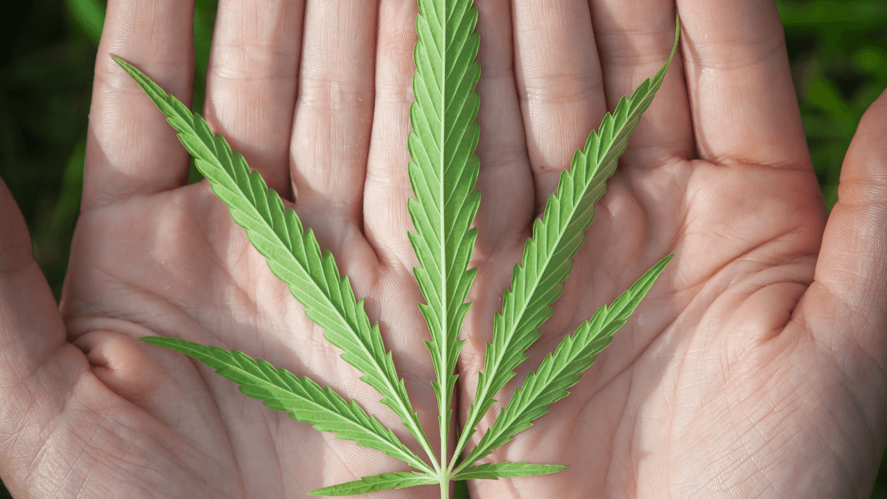 A man holding a Cannabis leaf in his hand | Scott Legal, P.C. A man holding a Cannabis leaf in his hand
