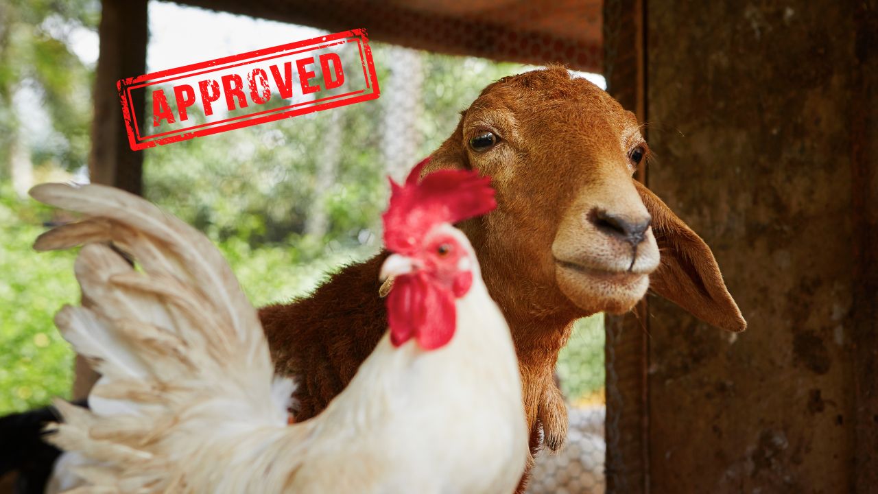 A cow and a chicken in a farm | Scott Legal, P.C. A cow and a chicken in a farm
