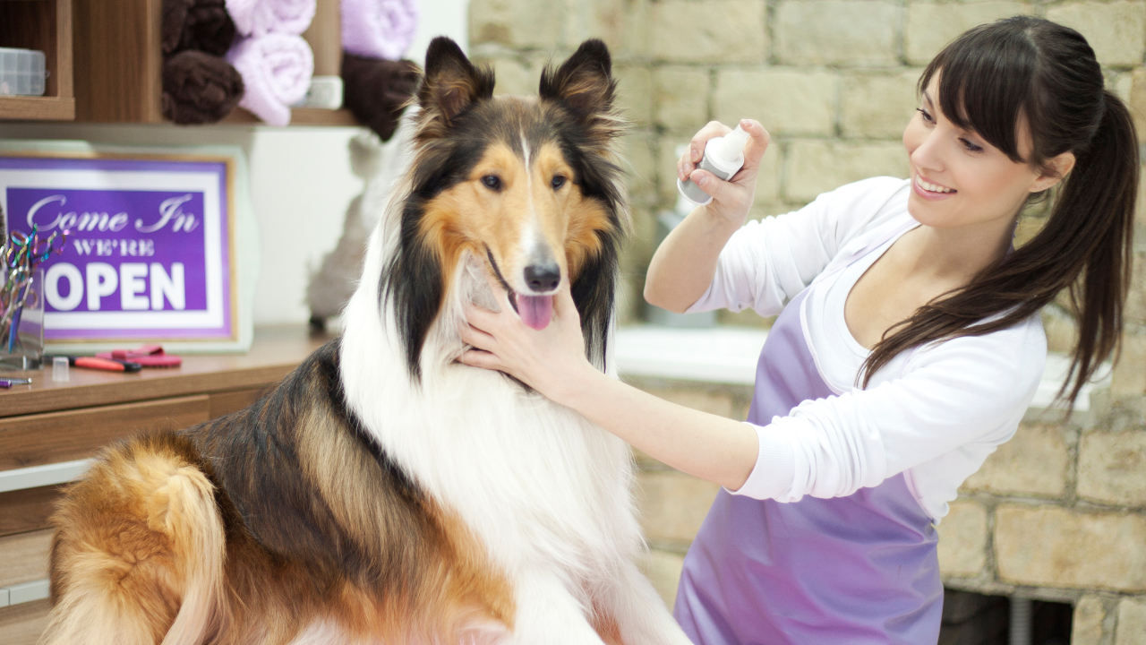 Dog Grooming Service | Scott Legal, P.C. Dog Grooming Service