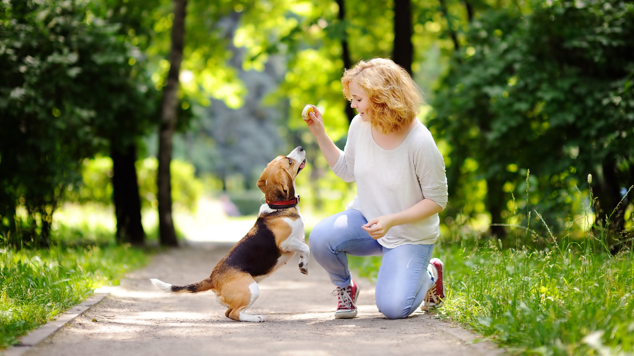 dog trainer | Scott Legal, P.C. dog trainer