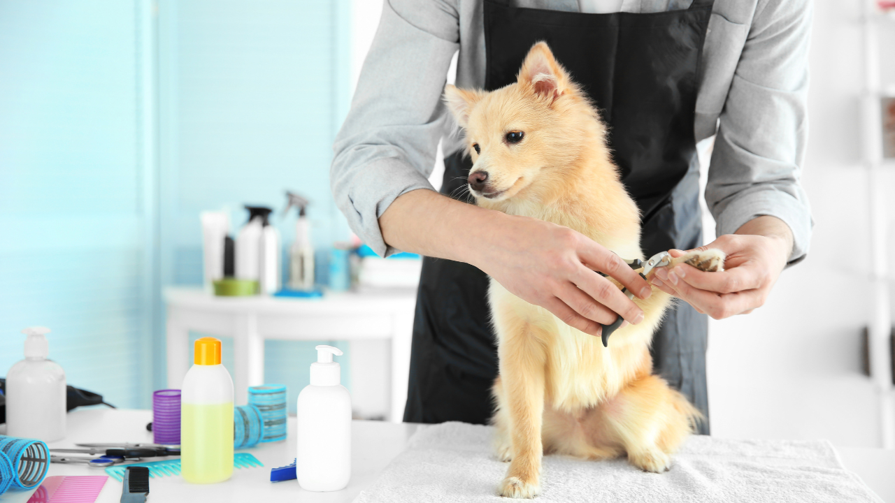Pet Grooming Company | Scott Legal, P.C. Pet Grooming Company