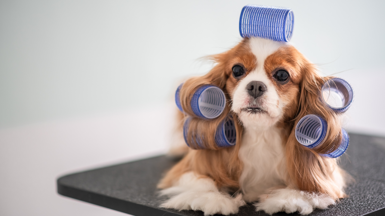 Pet Grooming Business | Scott Legal, P.C. Pet Grooming Business