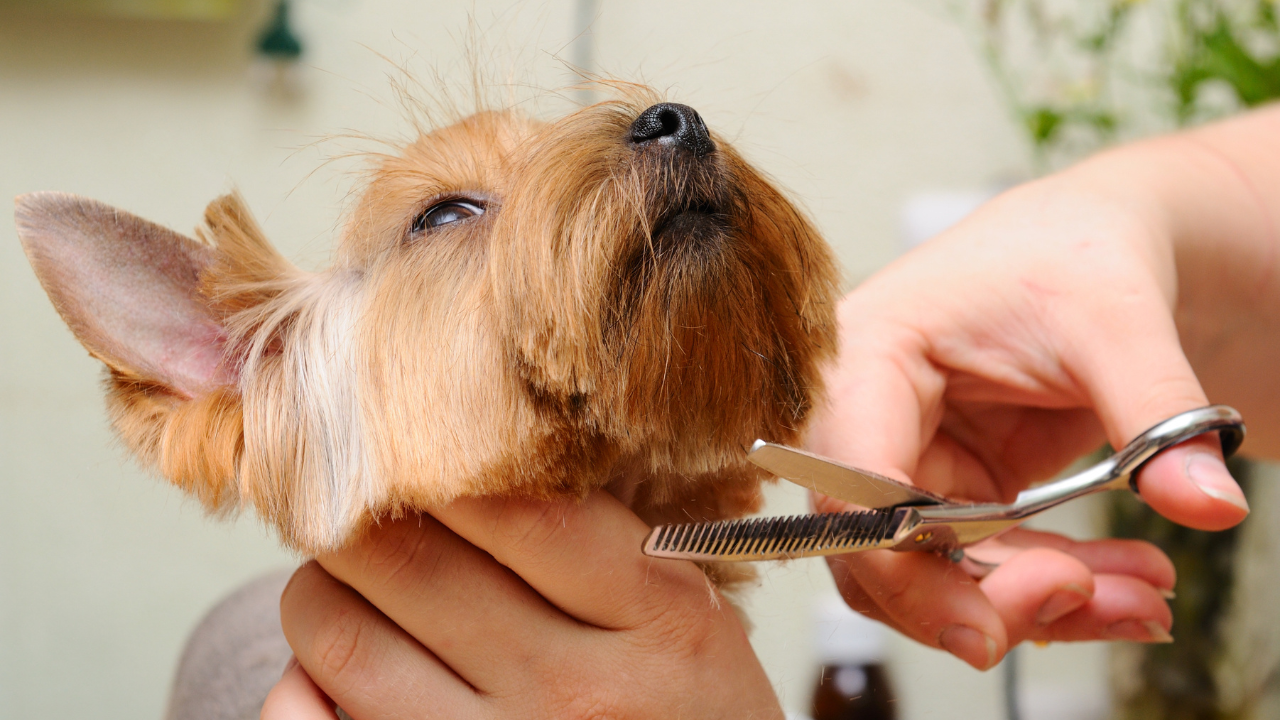 Pet grooming business | Scott Legal, P.C. Pet grooming business