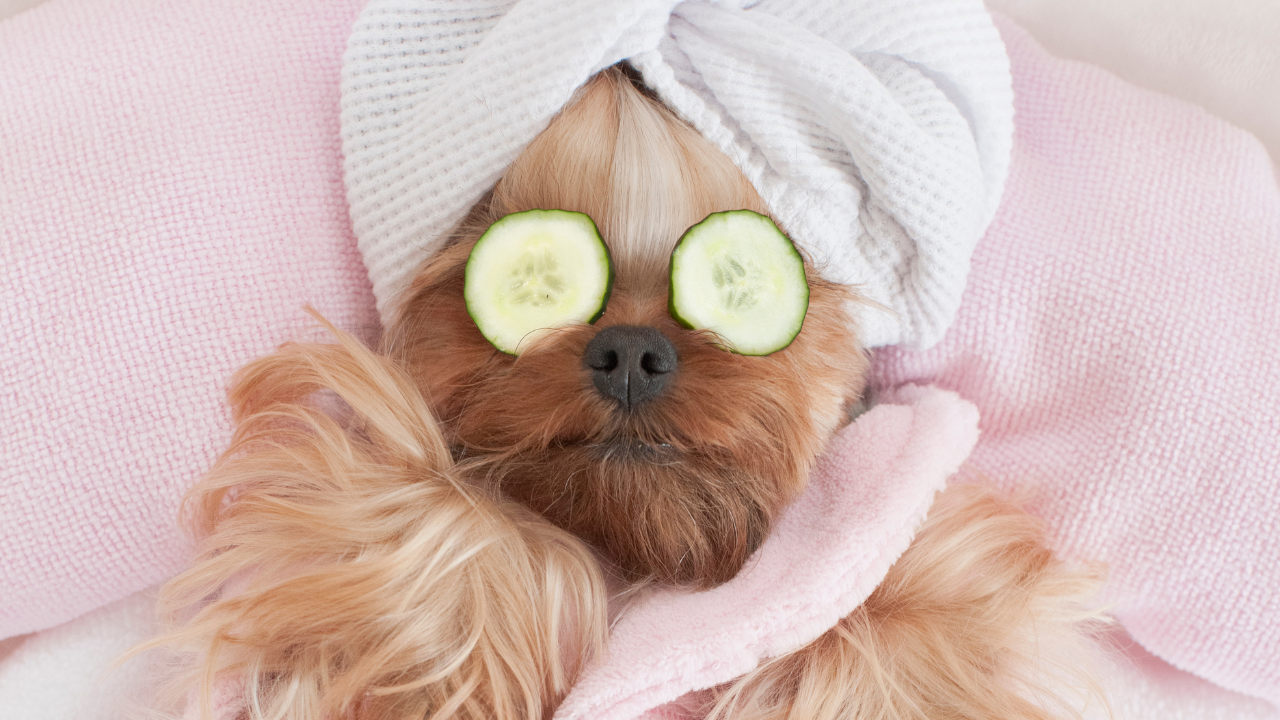 A dog being groomed | Scott Legal, P.C. A dog being groomed